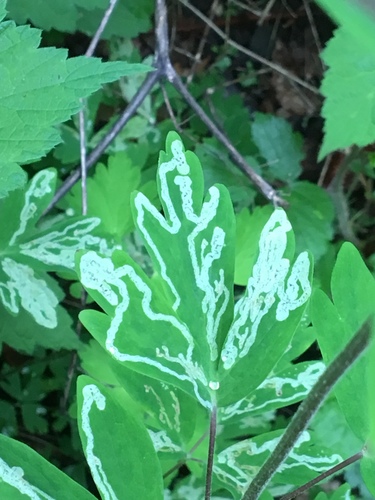 Photograph of Phytomyza minuscula group