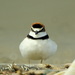 Plovers and Lapwings - Photo (c) barloventomagico, some rights reserved (CC BY-NC-ND)