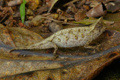 Brookesia superciliaris