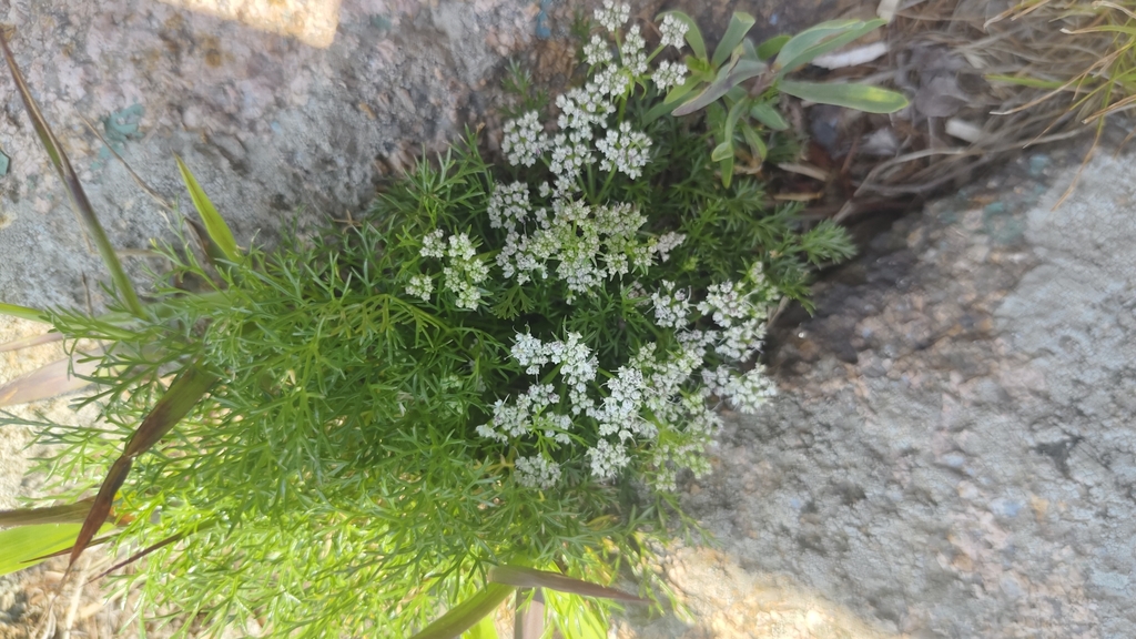 Carlesia