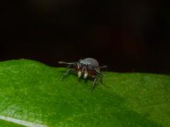 Tutelina
