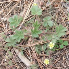 Potentilla subviscosa