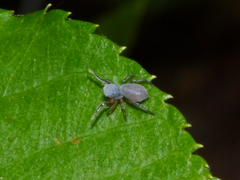 Tutelina