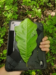 Quercus × leana