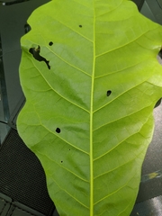 Quercus × leana