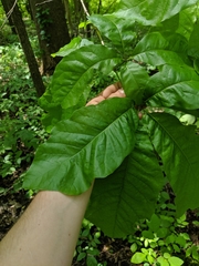 Quercus × leana