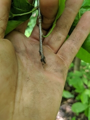 Quercus × leana