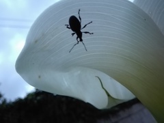 Otiorhynchus sulcatus