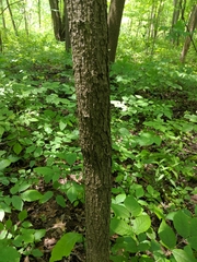 Quercus × leana