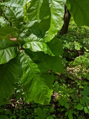 Quercus × leana