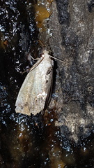 Hypsoropha hormos