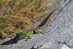 Iberolacerta monticola