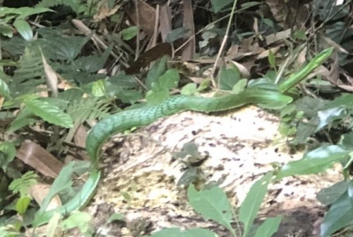 Blue-eyed Bush Rat Snake
