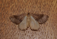 Anachloris subochraria