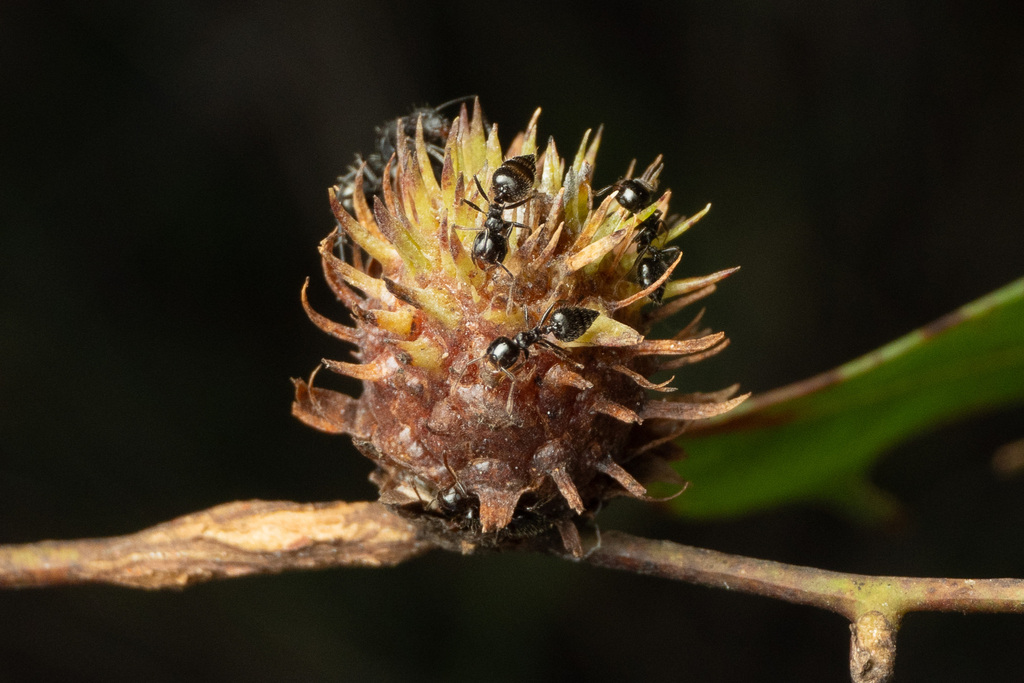 Apiomorpha dipsaciformis