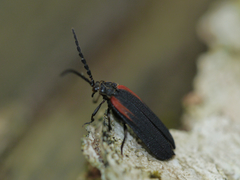 Greenarus thoracicus