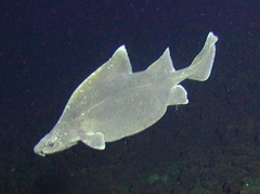 Ornate Wobbegong