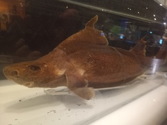 Prickly Dogfish photo 2