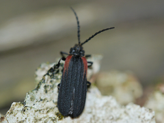 Greenarus thoracicus