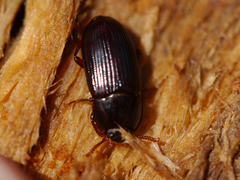 Uloma imberbis
