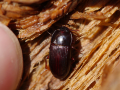 Uloma imberbis