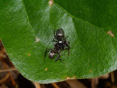 Tutelina formicaria