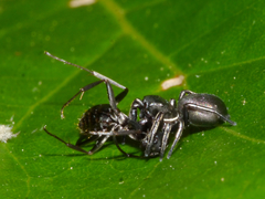 Tutelina formicaria