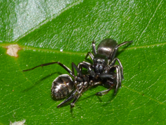 Tutelina formicaria