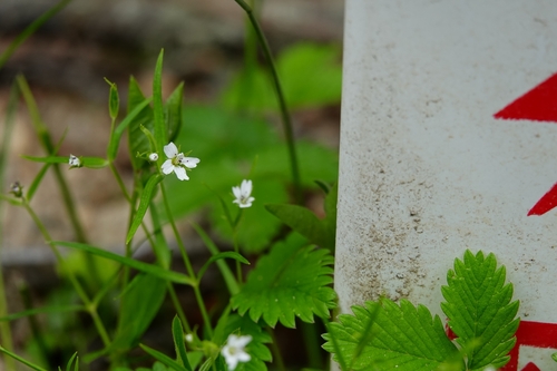 Pseudostellaria heterantha iNat (1)