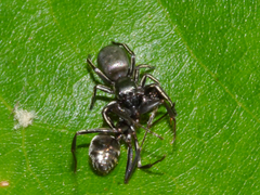 Tutelina formicaria