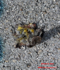 Coereba flaveola caboti