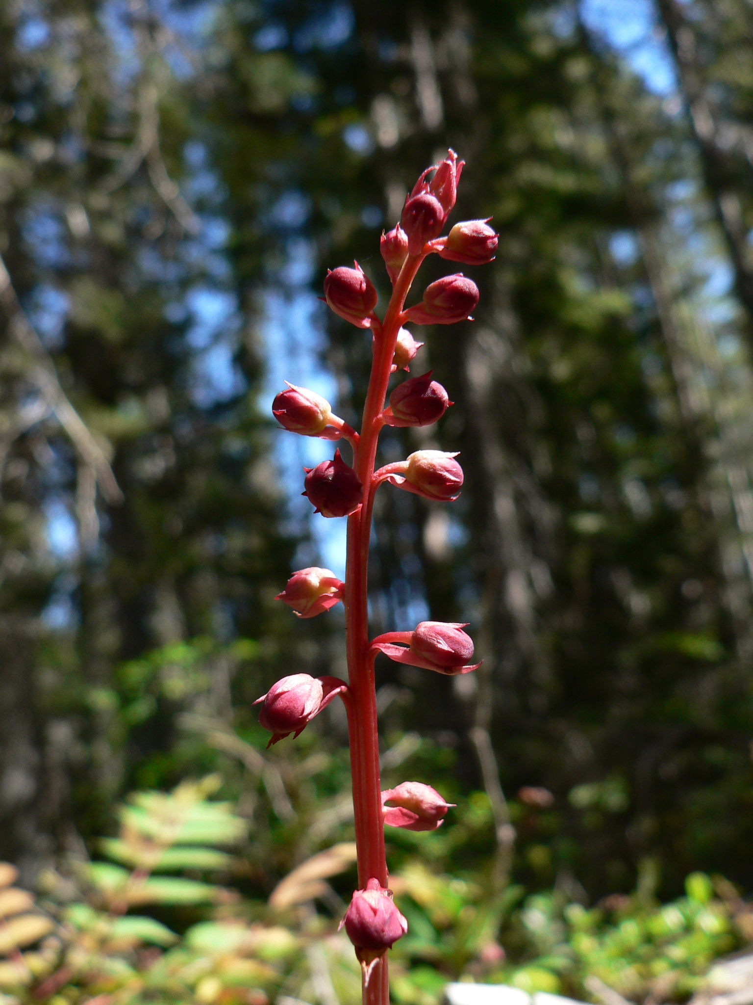 Pyrola asarifolia ssp. bracteata