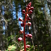 Long-bracted Wintergreen - Photo (c) Walter Siegmund, some rights reserved (CC BY-SA)