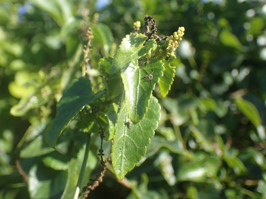 Tragia kirkiana