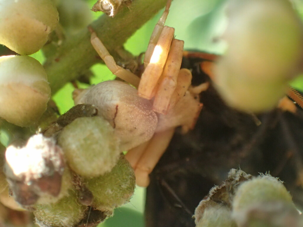 Thomisus natalensis