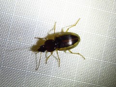 Agonum pallipes