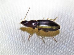 Agonum pallipes