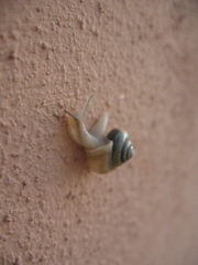 Euconulidae