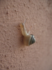 Euconulidae