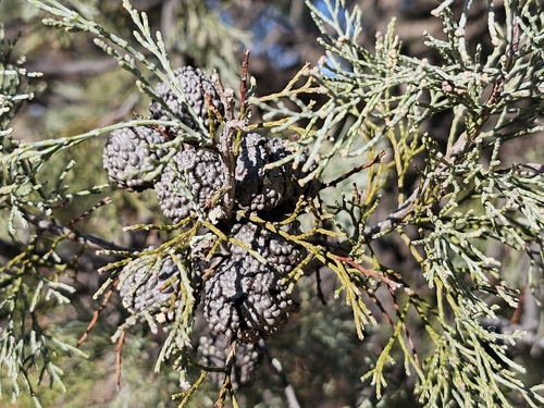Image of Callitris verrucosa by (c) Michael McBain, some rights reserved (CC BY)