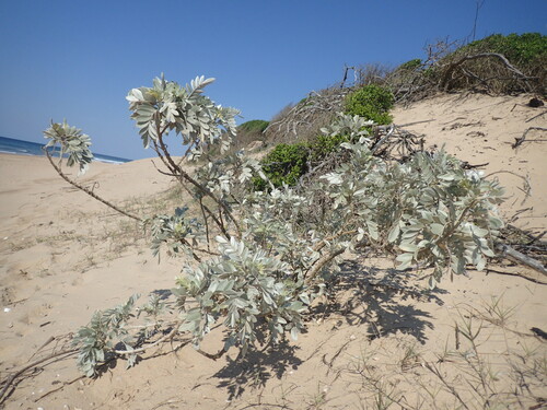African Pagoda Tree (Sophora inhambanensis)