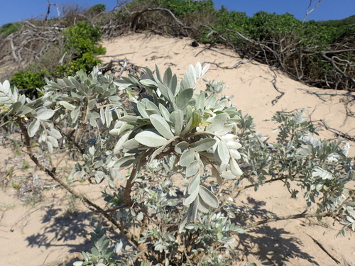 Image of Sophora inhambanensis by (c) Mahomed Desai, some rights reserved (CC BY)