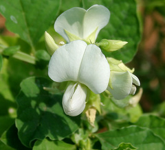 Blue Rattlepod