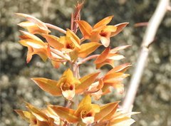 Eulophia zollingeri
