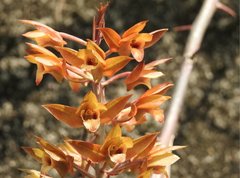 Eulophia zollingeri