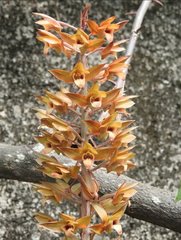 Eulophia zollingeri