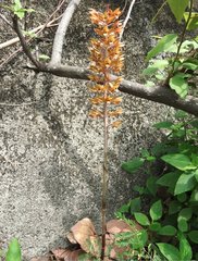 Eulophia zollingeri