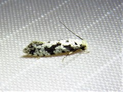 Nemapogon defectella