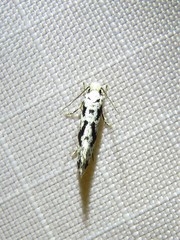 Nemapogon defectella