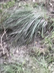 Muhlenbergia lindheimeri